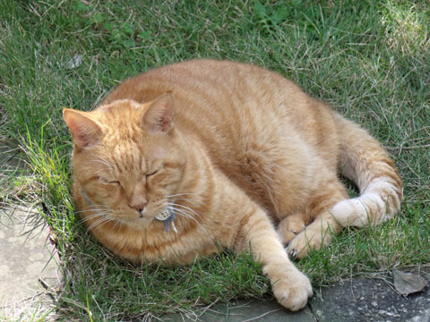 庭の芝生の上で寝転んでいる図。