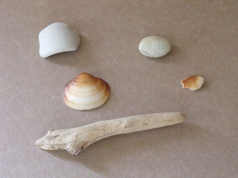 海岸で拾った貝殻や石など
