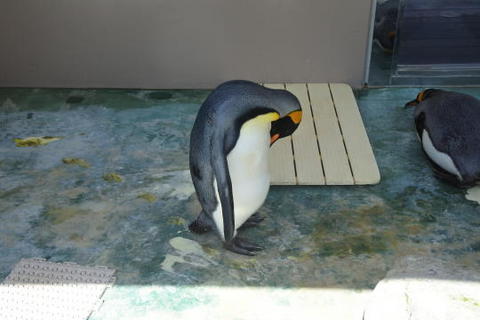 毛づくろいするペンギン