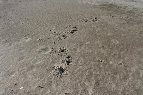 砂浜には犬の足跡も…