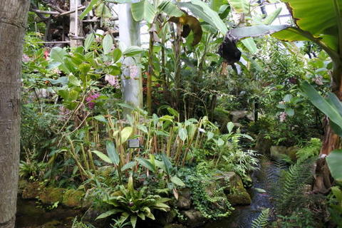 熱帯植物館には普段見られないさまざまな熱帯系植物がある