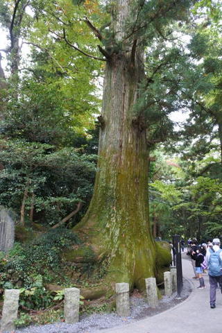大木「たこ杉」