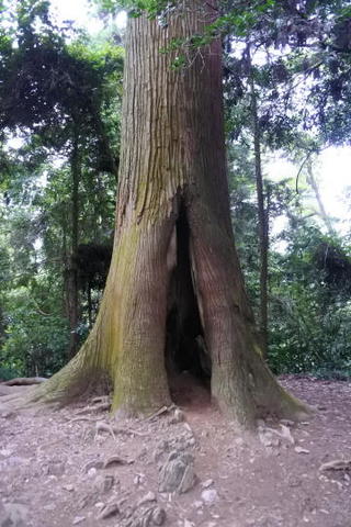 かなりの巨木
