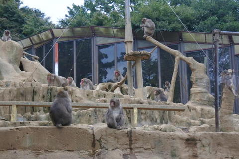 中央やや左にいるのがさる園のボス猿