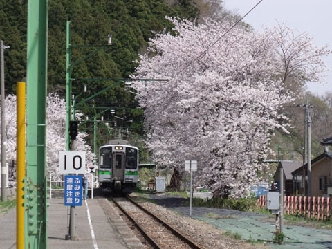 満開の桜の間から電車が到着