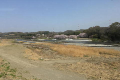 川沿いの桜も綺麗